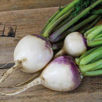 Turnip, Purple Top White Globe&nbsp;