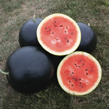 Watermelon, Black Tail Mountain 