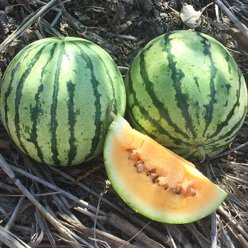 Clay County Watermelon