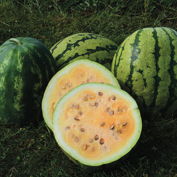 Watermelon, Clay County 