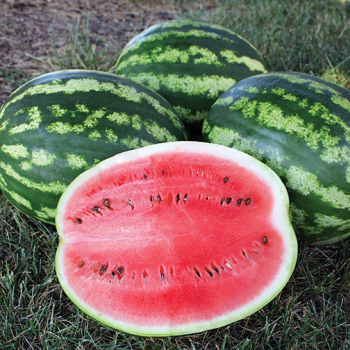 Watermelon, Crimson Sweet&nbsp;