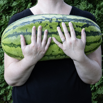 Watermelon, Georgia Rattlesnake&nbsp;