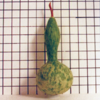 Small Lump In Neck Gourd
