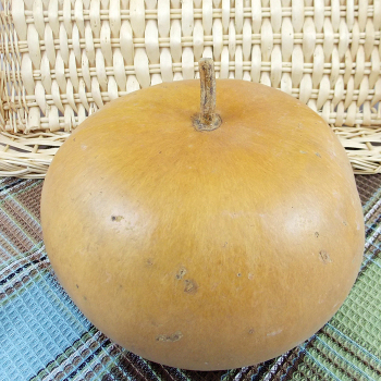 Peruvian Sugar Bowl Gourd