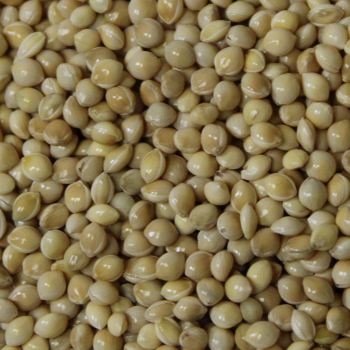 White Proso Millet