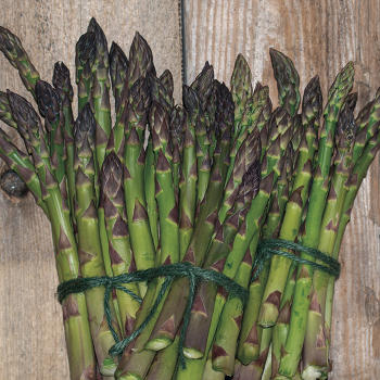 Product Image of Jersey Supreme Hybrid Asparagus