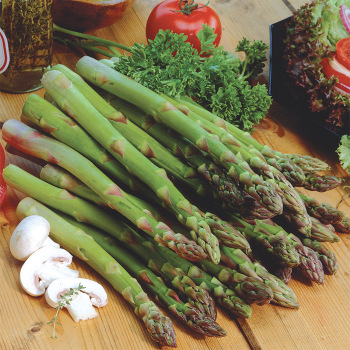 Jersey Supreme Hybrid Asparagus