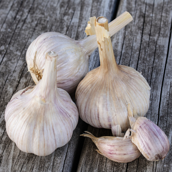 Garlic, Chesnok Red, 1/2 Lb