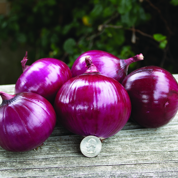 Onion, Red Candy Apple