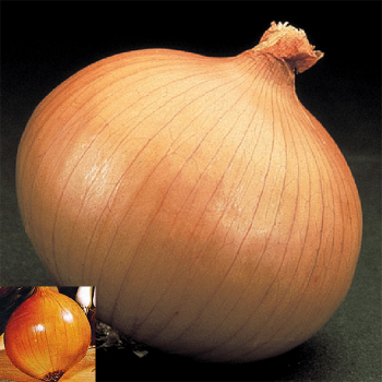 Onion Plant Collection - 1 Bunch Of 2 Varieties