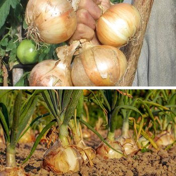 Onion Plant Collection - 2 Bunches Of 2 Varieties