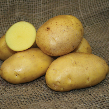 German Butterball Potato