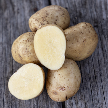 Potato, Yukon Gold