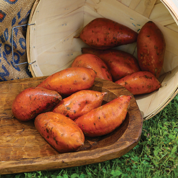 Covington Sweet Potato