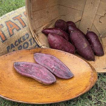 Sweet Potato, Purple Majesty Sweet Potato, Purple Majesty