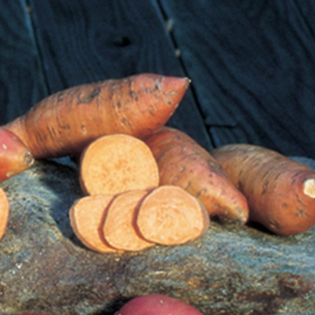 Vineless Porto Rico Sweet Potato