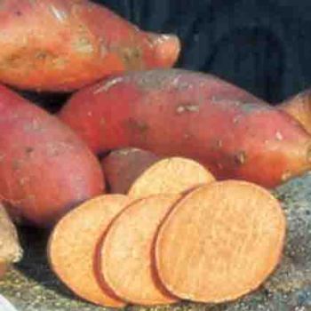 Vardaman Sweet Potato
