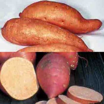 Sweet Potato Northern Collection