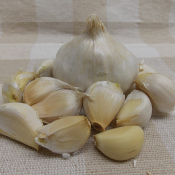 Garlic, Inchelium Red