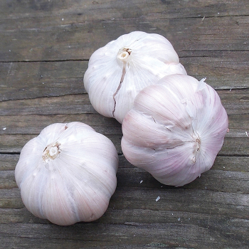 Garlic, Spanish Roja, 1/2 Lb