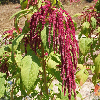 Amaranthus, Love Lies Bleeding