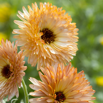 Orange Flash Calendula