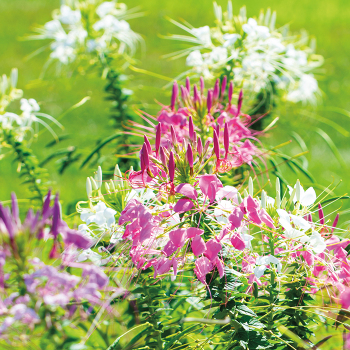 Cleome, Queen Mix&nbsp;