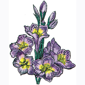 Gilia