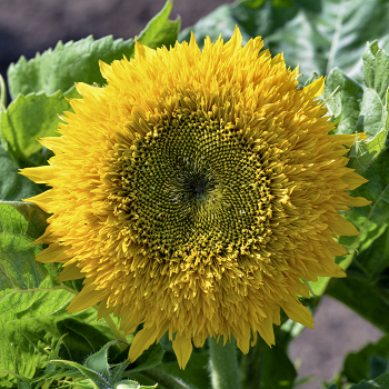 Sunflower, Teddy Bear Sunflower, Teddy Bear