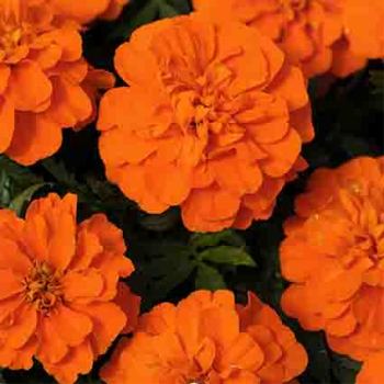 Bonanza Deep Orange Marigold