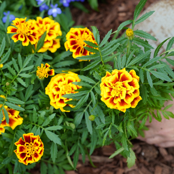 Marigold, French Mango Tango