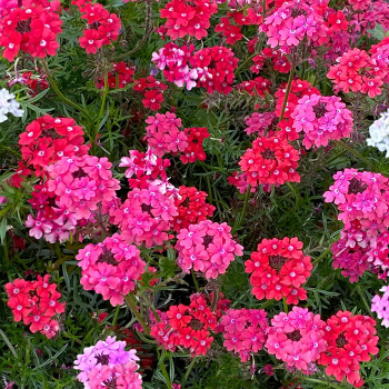 Verbena, Sweetheart Kisses Verbena, Sweetheart Kisses