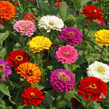 Zinnia, California Giants Mix&nbsp;