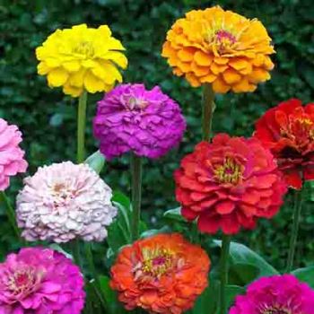 Cut And Come Again Mixed Zinnia