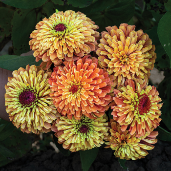 Zinnia, Queeny Lime Orange  Zinnia, Queeny Lime Orange