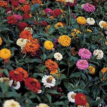 Thumbelina Mix Zinnia