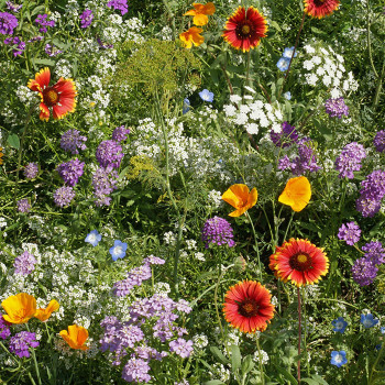 Beneficial Bug Wildflower Mix