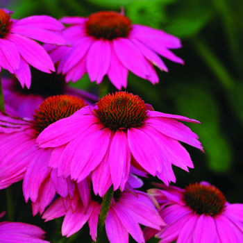 Echinacea, PowWow® Wild Berry 