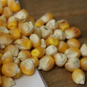 Goliath Silo Field Corn