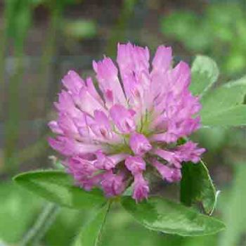 Mammoth Red Clover
