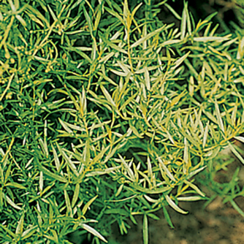 Herb, French Tarragon Herb, French Tarragon