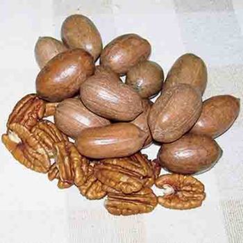 Hardy Pecan Tree