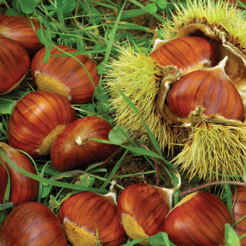 Chestnut, Colossal Chestnut, Colossal