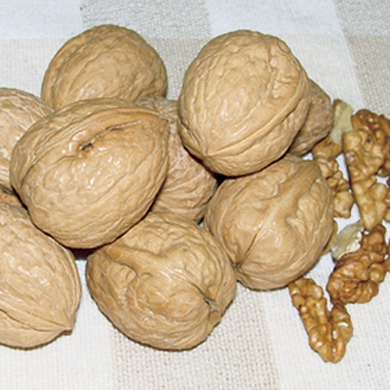 Walnut, Carpathian English Walnut, Carpathian English