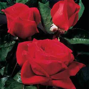 Mister Lincoln Hybrid Tea Rose