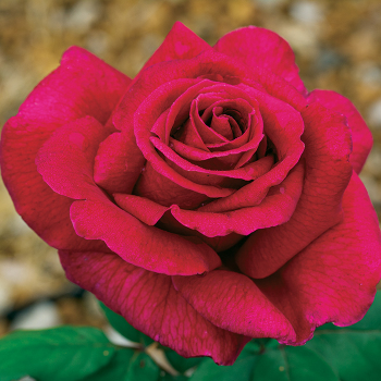 Rose, Tea, Mister Lincoln Hybrid Rose, Tea, Mister Lincoln Hybrid