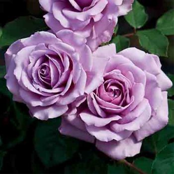 Love Song Floribunda Rose
