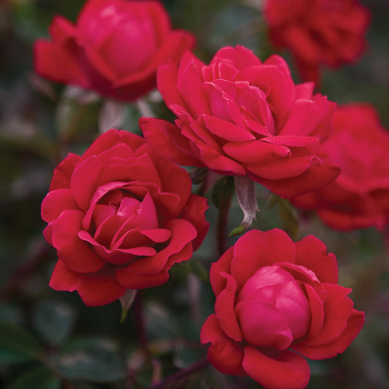 Rose, Double Knock Out® Rose, Double Knock Out®
