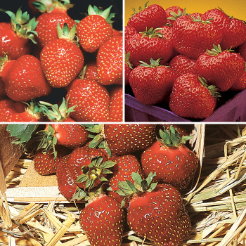 All Season Strawberry Collection All Season Strawberry Collection