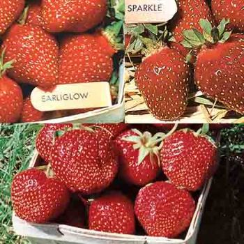 Everbearer Strawberry Collection